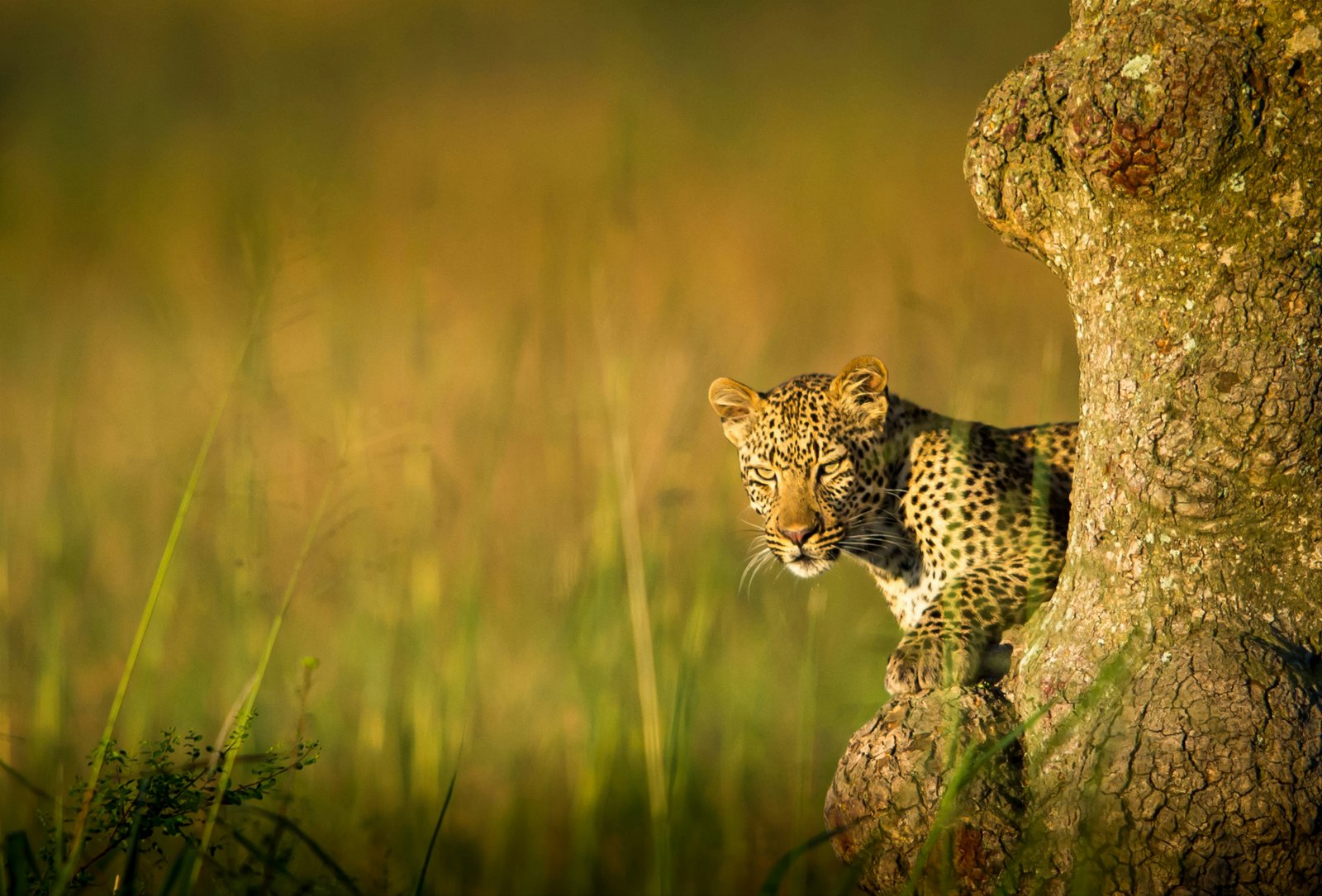 Wildlife