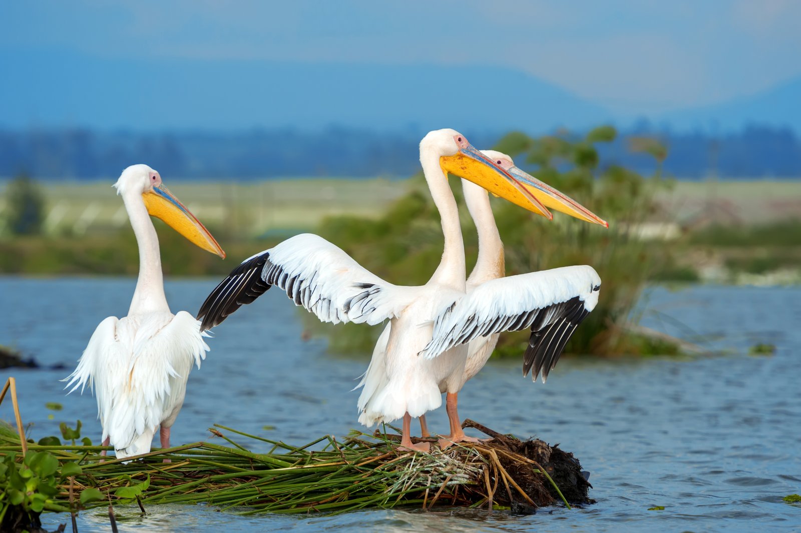 Chilika Quick Escape