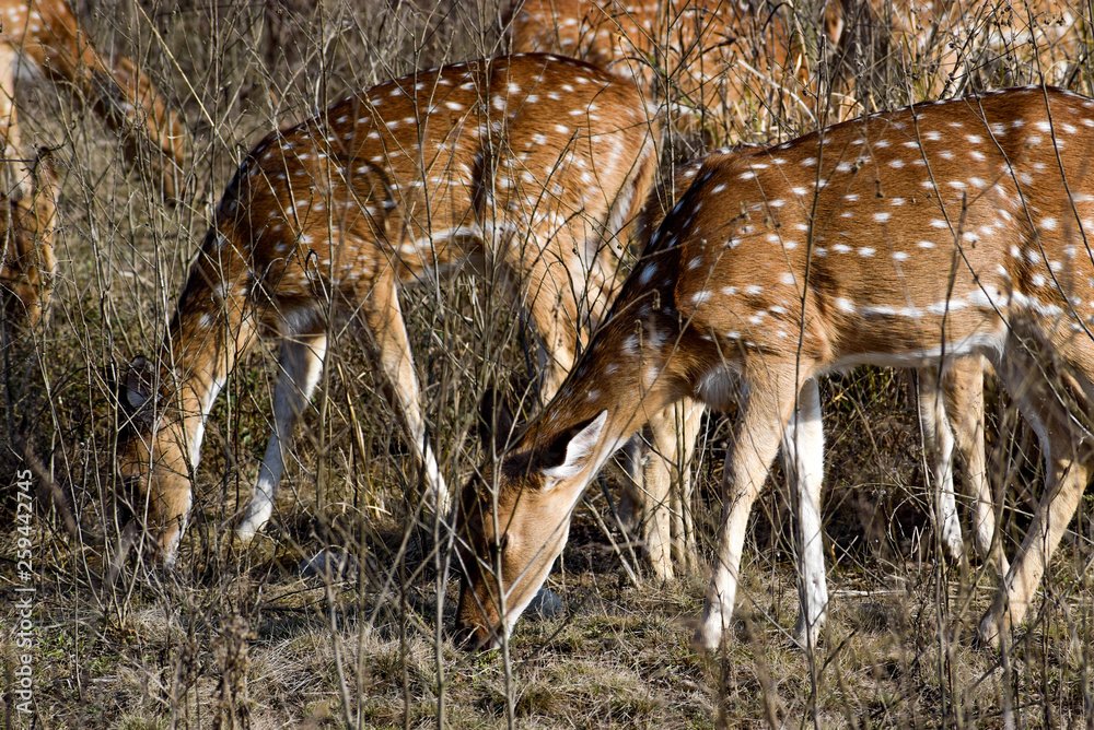 Similipal National Park